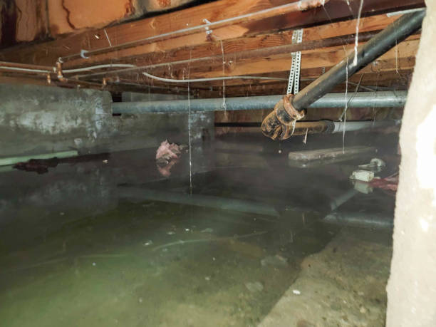 Best Water damage contractors near me  in Brooklyn Park, MD